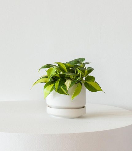 w indoor plants small 6 0