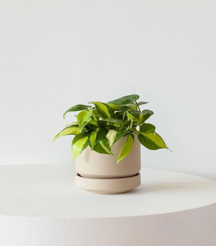 w indoor plants small 6 1
