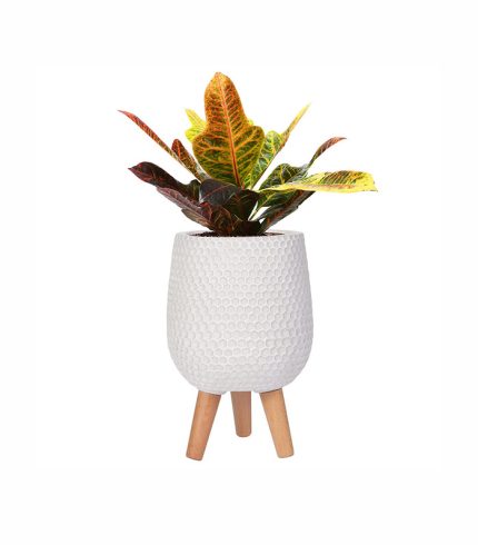 w planters 5 2